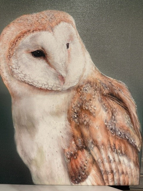 Vintage Barn Owl Canvas