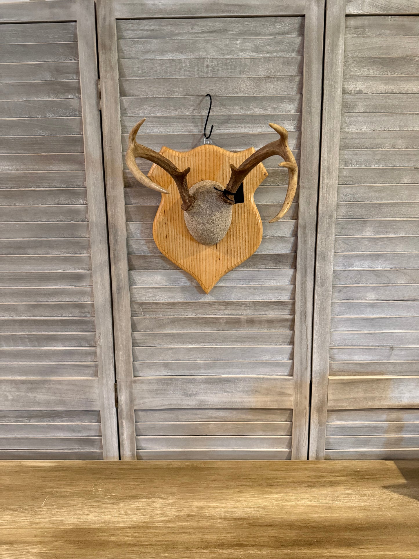 European Whitetail Deer Mount