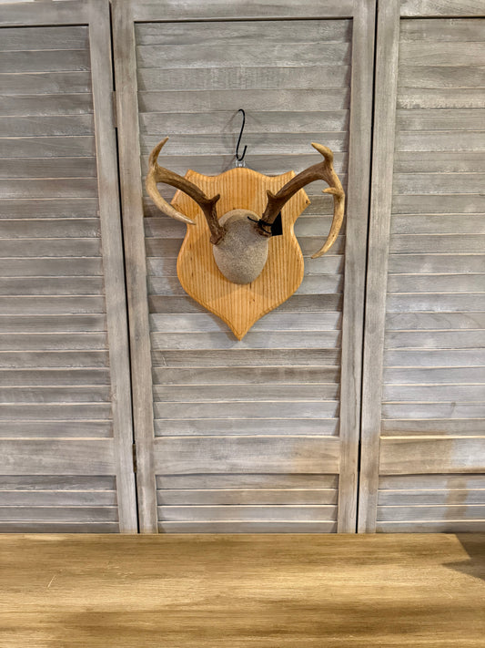 European Whitetail Deer Mount